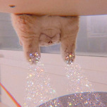 고양이 젤리빔 이미지