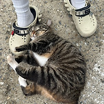길가다가 모르는 고양이 덫에 걸린 사람 이미지