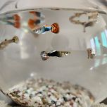 오늘도 평화로운 우리 집 구피들 이미지