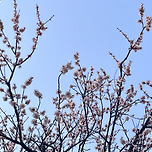 오늘의 벚나무 이미지