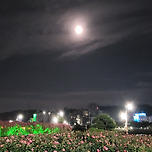 장미와 밤하늘 이미지