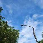 매미 소리 우렁찹니다 이미지