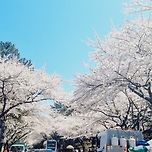 벚꽃 만개한 제대 벚꽃거리 🌸🌸🌸 이미지