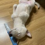 강아지 보구가 이미지