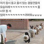 줄서는 경찰견들 ㅋㅋ 이미지