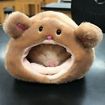 작고 소중한 햄스터들의 세계 이미지