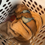 하마터면 같이 빨래할 뻔.dog 이미지