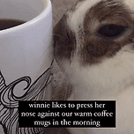 코가 시려운 토끼들이 좋아하는 것 이미지