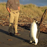 길을 상당히 잘못 든 펭귄 이미지
