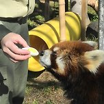 삶은 달걀 먹는 레서판다 🥚 이미지