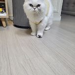 군고구마 훔쳐먹는 냥이도 있숨다 이미지