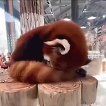 이러고 자는 이유까지 심각하게 귀여운 랫서판다 자는 포즈 이미지