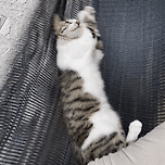 우리 꼬미도 이미지