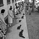 공포영화의 오디션을 보기 위해 기다리는 1961년의 검은 냥이들.jpg 이미지