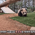 아기판다 달리는 속도ㄷㄷㄷㄷㄷ (ft 후이바오) 이미지