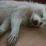 반려 너구리는 어떠신가용??ㅎㅎ 이미지