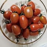 스테비아 대추방울토마토..! 이미지