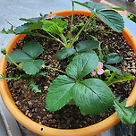 아파트 딸기 호기심 심었는데 딸기!!! 이미지