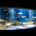 63빌딩 아쿠아리움이 39년만에 문 닫고 생기는 것 이미지