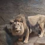 갈비뼈 사자 새 보금자리로 이미지