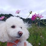 보리 이미지