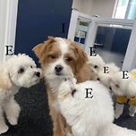 E 강아지 사이에 갇힌 I 강아지.. 이미지