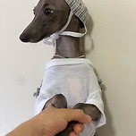 돌체를 찾습니다! 이미지