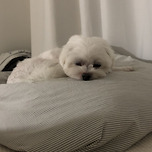 햇살같은 햇살이🐶 머털햇살이❣️ 이미지