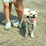 셋째아들 쿠쿠입니다 이미지