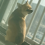 난간에서 고뇌하는 댕 이미지