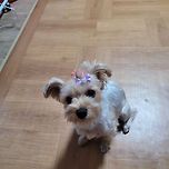 울집 댕댕쓰 이미지