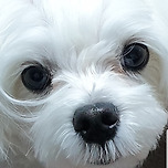 쭈니의 증명사진 이미지