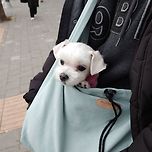 꼬미 사진 여러개 이미지