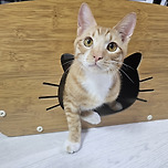 새가족이 된 아토 이미지