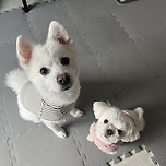 세젤귀 내새끼들 이미지