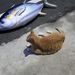🐈야미🐈 이미지
