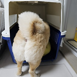 쫄보의 켄넬 적응기 이미지