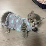 양말로 옷 만들어입은 고양이 이미지