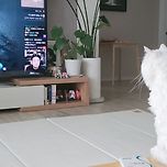 14살 고냥이 이미지