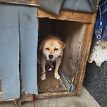 울 사무실 건물주님네 힙스터 강쥐 이미지