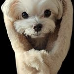 귀여운 담요 장만했어요 이미지