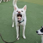 훈련소가있는 울애긩 이미지