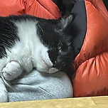 민들레, 진달래, 둥굴레 이미지