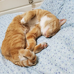 🐈오랜만에~야미🐈 이미지