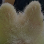 귀가 유난히 큰 울집 강쥐.. 이미지