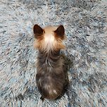 너무 귀여운 뒷모습 이미지