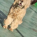 우리집 실세 이미지