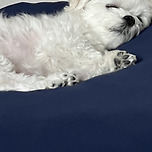 Zzz 이미지