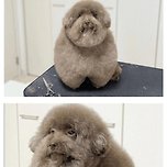 강아지 미용 실패 이미지