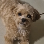 언니 시집간 줄도 모르고 밤새 기다리는 강아지 이미지